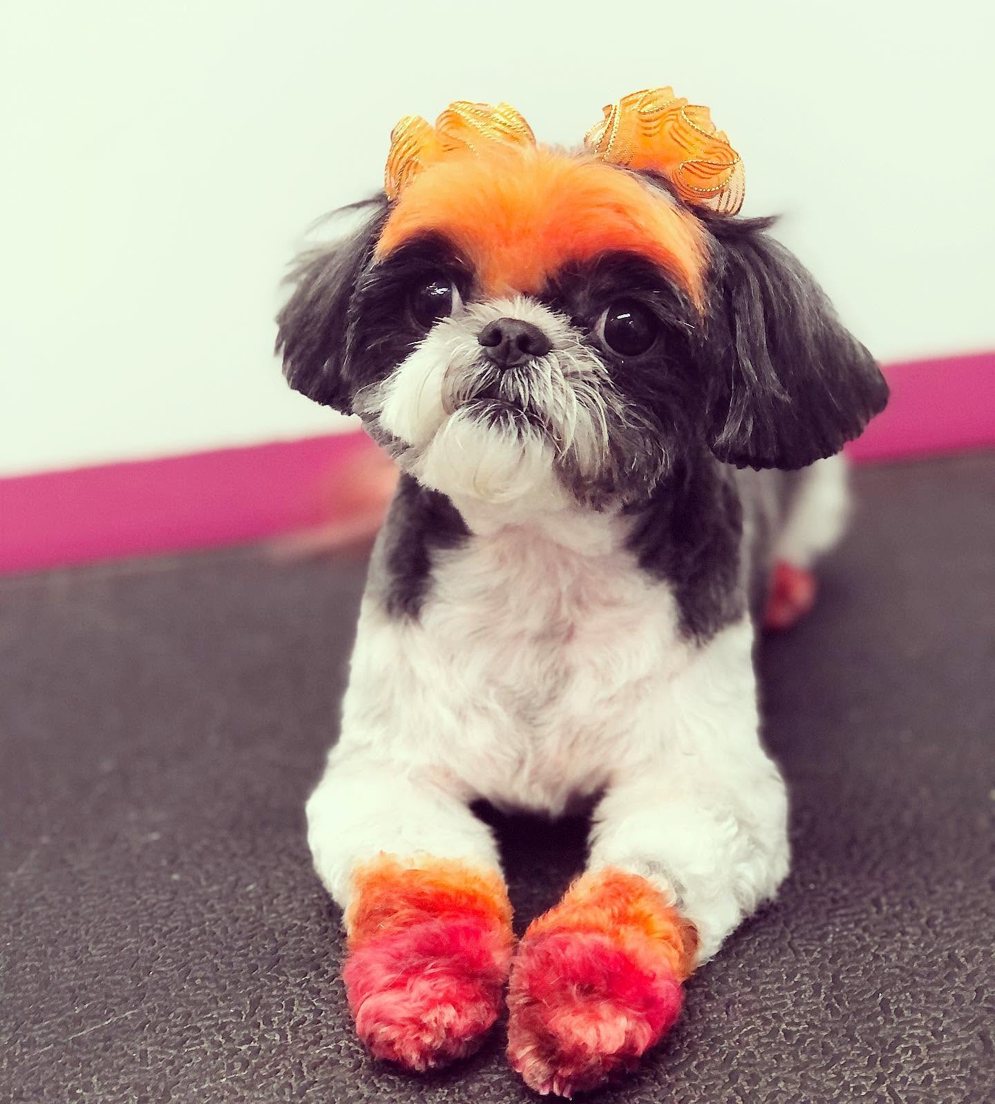 Color-groomed Primp My Pet client