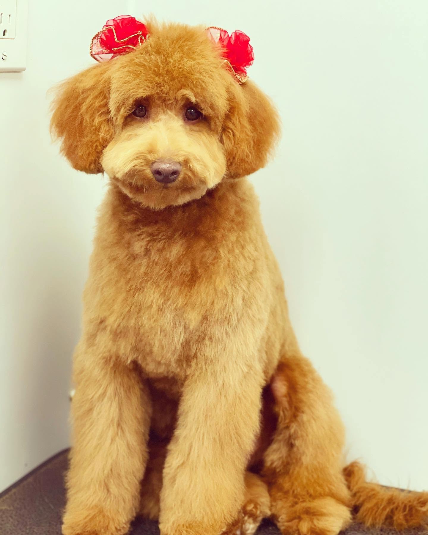 Darla after her first haircut by Primp My Pet